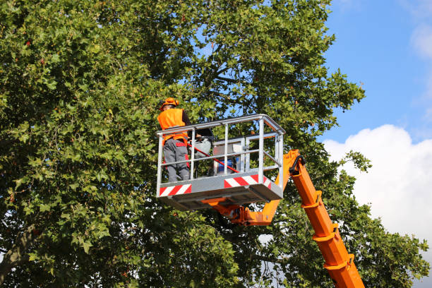 Best Tree Trimming and Pruning  in Tuscola, IL