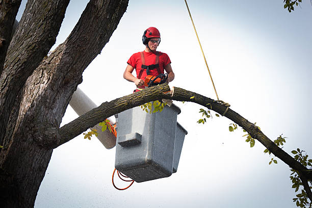 Best Tree Maintenance Programs  in Tuscola, IL