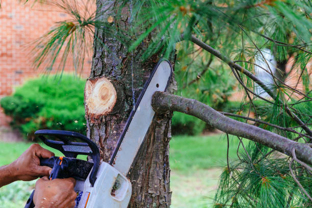 Tree and Shrub Care in Tuscola, IL